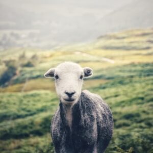 Katahdin Sheep Wool Blanket