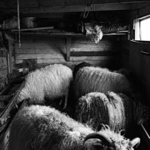 Nigerian Dwarf Goat Milk Soap