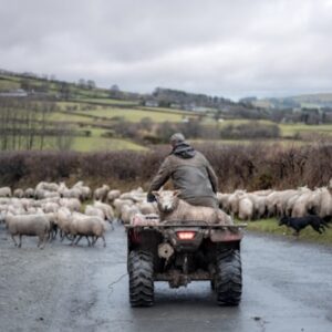 Livestock Guardian Dog Training Course
