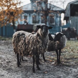 Heritage Seeds Variety Pack